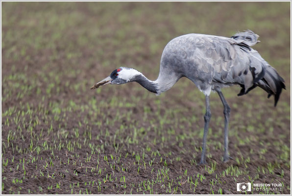 Grauer Kranich  |  Canon EOS-5D Mark IV, EF 300 f/2,8 L IS II USM mit Telekonverter 2x III (600 mm), ISO 800, 1/1250s, f/5,6, Reissack im Autofenster
