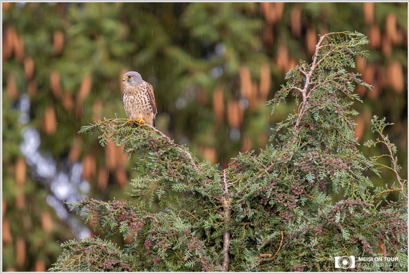 Turmfalke  |  Nikon Z9, NIKKOR Z 800 mm 1:6,3 VR S mit TC2,0x (1600 mm), ISO 1600, 1/200s, f/13