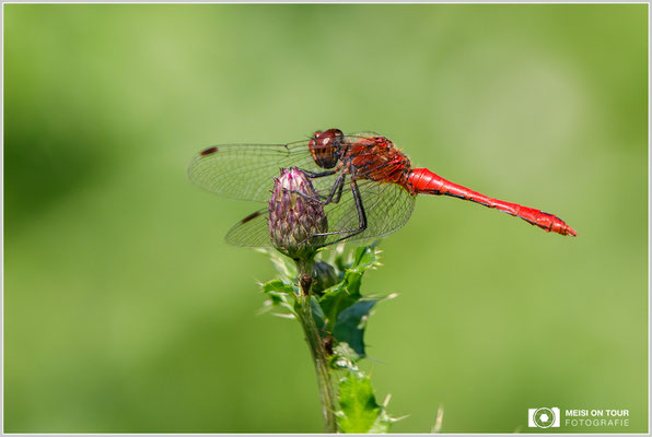 Blutrote Heidelibelle  |  Canon EOS-5D Mark IV, EF 300 f/2,8 L IS II USM mit Telekonverter 2x III (600 mm), ISO 640, 1/1000s, f/8, Einbeinstativ