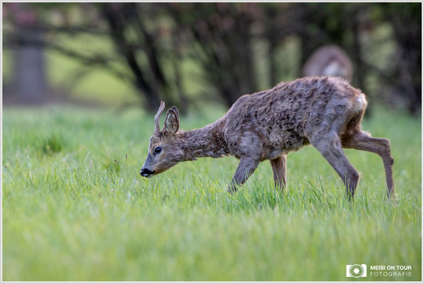 Rehbock  |  Canon EOS R6, EF 300 f/2,8 L IS II USM mit Telekonverter 2x (600 mm), ISO 1600, 1/200s, f/6,3