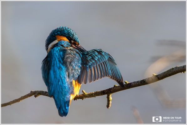 Eisvogel  |  Canon EOS R6, EF 300 f/2,8 L IS II USM mit Telekonverter 2x (600 mm), ISO 1600, 1/2000s, f/7,1, Einbeinstativ