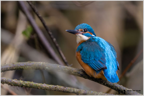 Eisvogel  |  Nikon Z9, NIKKOR Z 800 mm 1:6,3 VR S mit TC1,4x (1120 mm), ISO 1600, 1/160s, f/9