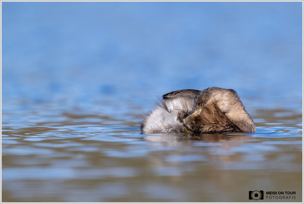Zwergtaucher  |  Nikon Z9, NIKKOR Z 800 mm 1:6,3 VR S mit TC1,4x (1120 mm), ISO 720, 1/1600s, f/9