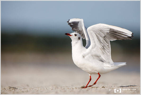 Lachmöwe  |  Canon EOS-5D Mark IV, EF 300 f/2,8 L IS II USM mit Telekonverter 2x III (600 mm), ISO 400, 1/3200s, f/5,6, Reissack