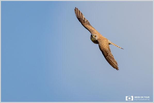 Rotmilan  |  Nikon Z9, NIKKOR Z 800 mm 1:6,3 VR S mit TC1,4x (1120 mm), ISO 800, 1/1600s, f/9