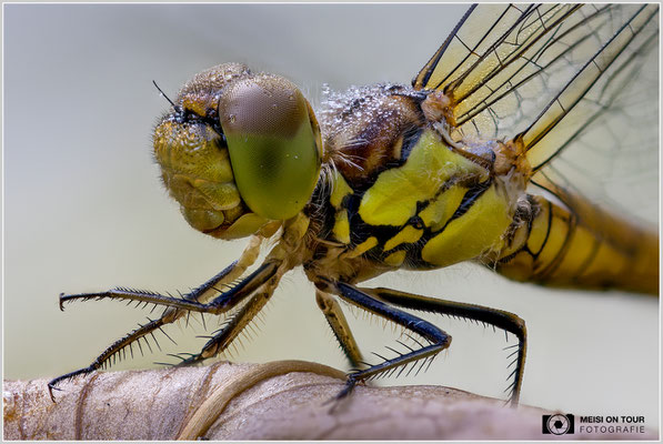 Große Heidelibelle  |  Canon EOS R6, Sigma 150 f/2,8 Makro DG OS HSM mit Telekonverter 1,4x III (210 mm), ISO 400, 1/40s, f/4,5 Stack (120 Aufnahmen)