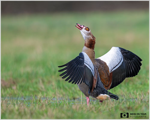 Nilgans  |  Nikon Z8, NIKKOR Z 800 mm 1:6,3 VR S mit TC1,4x (1120 mm), ISO 720, 1/1000s, f/9