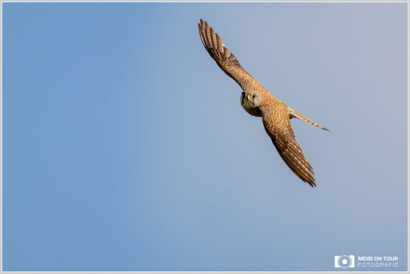Turmfalke  |  Nikon Z9, NIKKOR Z 800 mm 1:6,3 VR S mit TC1,4x (1120 mm), ISO 800, 1/1600s, f/9