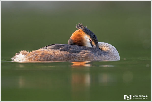 Haubentaucher  |  Nikon Z9, NIKKOR Z 800 mm 1:6,3 VR S mit TC1,4x (1120 mm), ISO 1250, 1/400s, f/9
