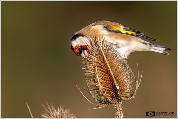 Stieglitz an Weber-Karde  |  Nikon Z9, NIKKOR Z 800 mm 1:6,3 VR S mit TC1,4x (1120 mm), ISO 2000, 1/3200s, f/9