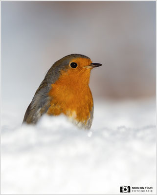 Rotkehlchen  |  Canon EOS R6, EF 300 f/2,8 L IS II USM mit Telekonverter 2x (600 mm), ISO 1000, 1/6400s, f/7,1, Stativ