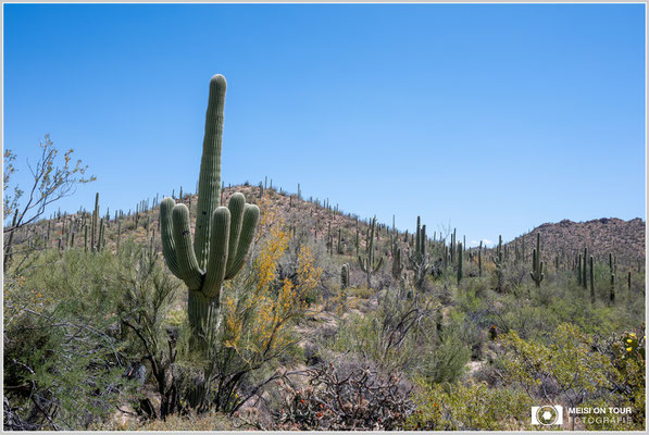Saguaro NP | Nikon Z8, NIKKOR Z 24-120 mm 1:4 S (32 mm), ISO 100, 1/60, f/16