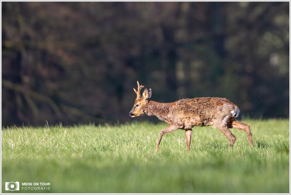 Rehbock  |  Canon EOS R6, EF 300 f/2,8 L IS II USM mit Telekonverter 2x (600 mm), ISO 800, 1/1000s, f/5,6
