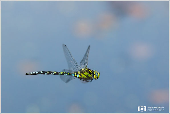 Blaugrüne Mosaikjungfer  |  Canon EOS-5D Mark IV, Sigma 150 f/2,8 Makro DG OS HSM mit Telekonverter 1,4x III (210 mm), ISO 1000, 1/1250s, f/5, Einbeinstativ