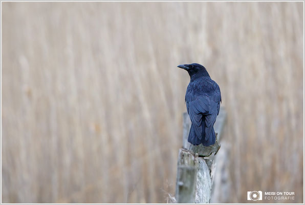 Rabenkrähe  |  Canon EOS-6D, EF 300 f/2,8 L IS II USM mit Telekonverter 2x III (600 mm), ISO 800, 1/500s, f/5,6, Einbeinstativ