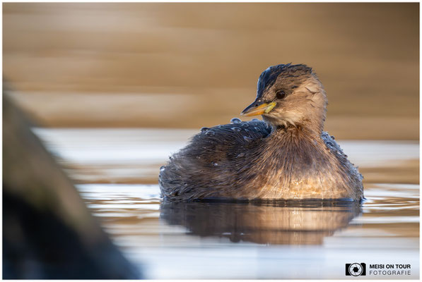Zwergtaucher  |  Nikon Z9, NIKKOR Z 800 mm 1:6,3 VR S mit TC1,4x (1120 mm), ISO 6400, 1/2000s, f/9