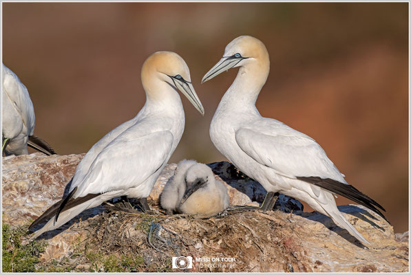 Basstölpelfamilie  |  Nikon Z9, NIKKOR Z 800 mm 1:6,3 VR S mit TC 1,4 (1120 mm), ISO 400, 1/1600s, f/11