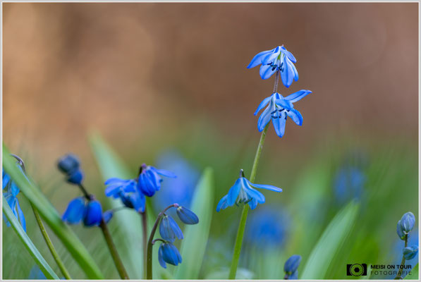Blaustern  |  Nikon Z8, Sony FE 100mm F2.8 Makro GM OSS mit Sony Konverter 1,4 (140mm), ISO 100, 1/40s, f/4