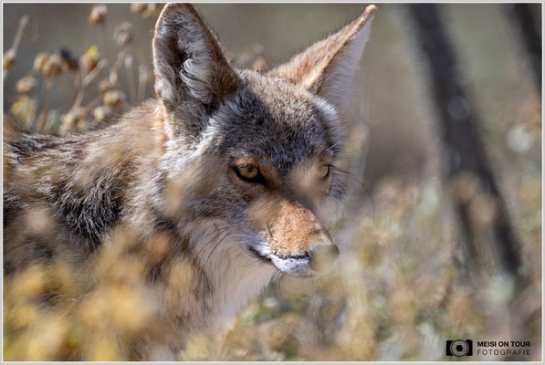 Kojote | Nikon Z9, NIKKOR Z 800 mm 1:6,3 VR S mit TC1,4x (1120 mm), ISO 2200, 1/3200s, f/9