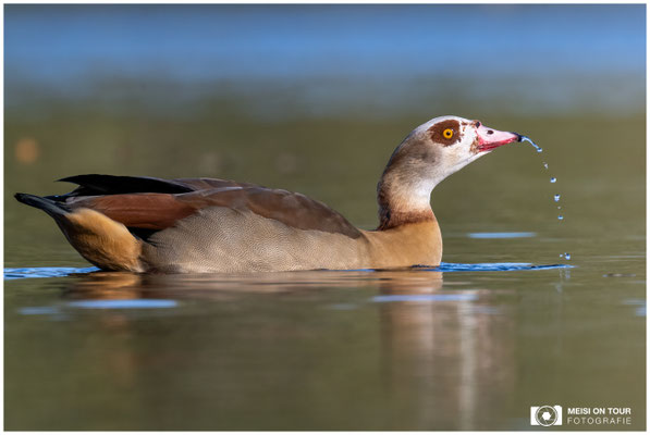 Nilgans  |  Nikon Z9, NIKKOR Z 100–400 mm 1:4,5–5,6 VR S mit TC2,0x (800 mm), ISO 1600, 1/1250s, f/11