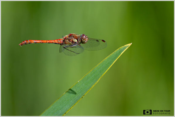Große Heidelibelle  |  Nikon Z9, NIKKOR Z 100–400 mm 1:4,5–5,6 VR S (400 mm), ISO 1600, 1/4000s, f/7,1