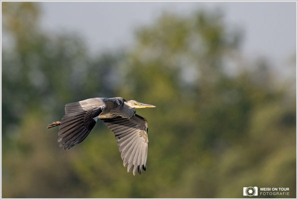 Silberreiher  |  Nikon Z9, NIKKOR Z 800 mm 1:6,3 VR S mit TC2,0x (1600 mm), ISO 1600, 1/1000s, f/13