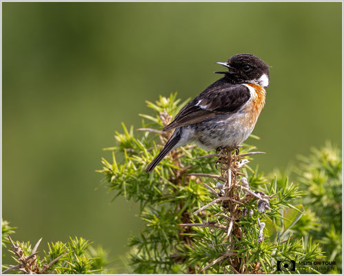 Schwarzkehlchen  |  Nikon Z9, NIKKOR Z 800 mm 1:6,3 VR S mit TC1,4x (1120 mm), ISO 1600, 1/2000s, f/9