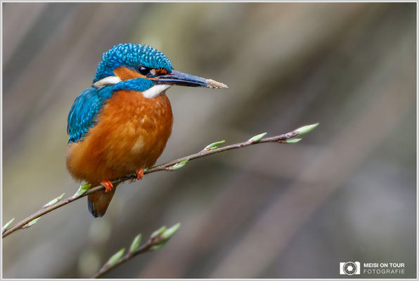 Eisvogel  |  Canon EOS-5D Mark IV, EF 300 f/2,8 L IS II USM mit Telekonverter 2x III (600 mm), ISO 1250, 1/1000s, f/7,1, Einbeinstativ