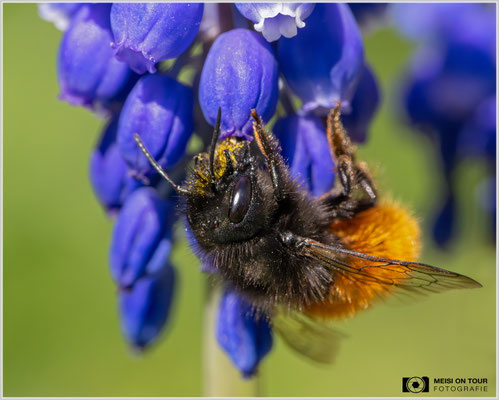 Gehörnte Mauerbiene an Traubenhyazinthe  |  Nikon Z8, Sony FE 100mm F2.8 Makro GM OSS mit Sony Konverter 2,0 (200mm), ISO 5600, 1/1600s, f/11