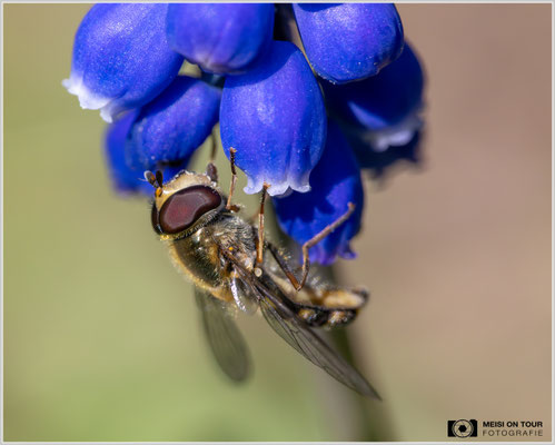 Schwebfliege  |  Nikon Z8, Sony FE 100mm F2.8 Makro GM OSS mit Sony Konverter 2,0 (200mm), ISO 1600, 1/1000s, f/11