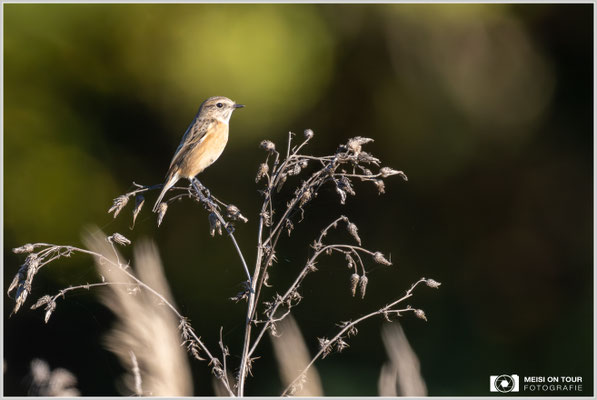Schwarzkehlchen  |  Nikon Z9, NIKKOR Z 800 mm 1:6,3 VR S mit TC1,4x (1120 mm), ISO 2200, 1/2000s, f/9
