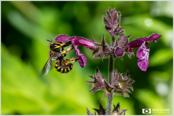 Garten-Wollbiene an Wald-Ziest |  Nikon Z9, NIKKOR Z MC 105 1:2,8 VR S, ISO 1600, 1/2500s, f/10