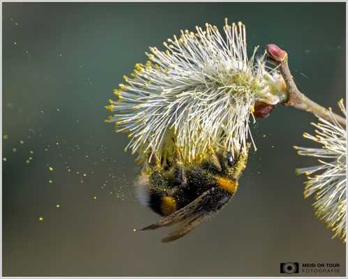 Dunkle Erdhummel an Palmkätzchen  |  Nikon Z8, NIKKOR Z 100-400 mm 1:5,6 S mit TC1,4 (560mm), ISO 1800, 1/2000s, f/8
