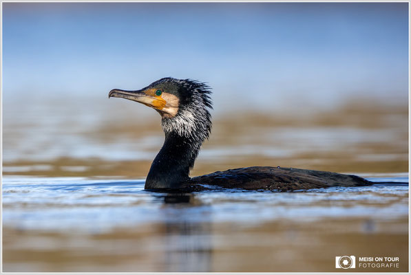 Kormoran  |  Canon EOS R6, EF 300 f/2,8 L IS II USM mit Telekonverter 2x (600 mm), ISO 800, 1/2500s, f/7,1