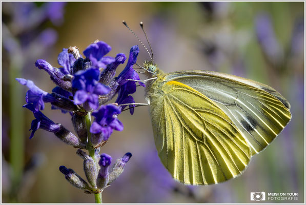Großer Kohlweißling an Lavendel |  Nikon Z8, NIKKOR Z MC 105 1:2,8 VR S, ISO 1000, 1/1000s, f/14