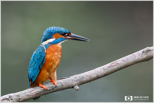 Eisvogel  |  Canon EOS-5D Mark IV, EF 300 f/2,8 L IS II USM mit Telekonverter 2x III (600 mm), ISO 4000, 1/800s, f/8, Einbeinstativ