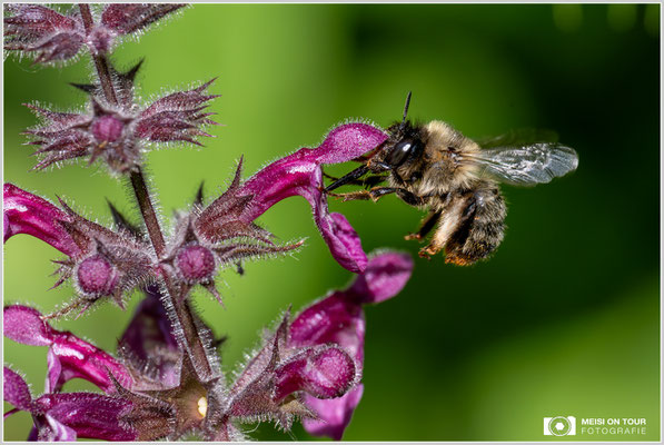 Gemeine Pelzbiene an Wald-Ziest |  Nikon Z9, NIKKOR Z MC 105 1:2,8 VR S, ISO 1000, 1/1600s, f/10