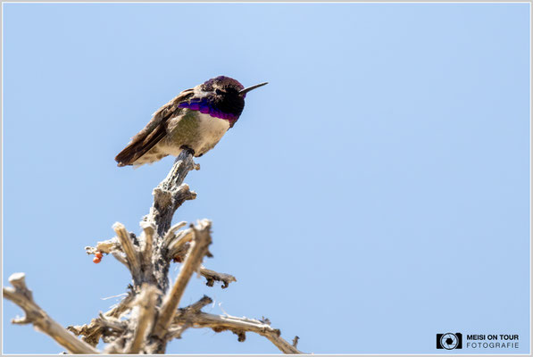 Veilchenkopfelfe (Kolibri) | Nikon Z9, NIKKOR Z 800 mm 1:6,3 VR S mit TC1,4x (1120 mm), ISO 2800, 1/5000s, f/9