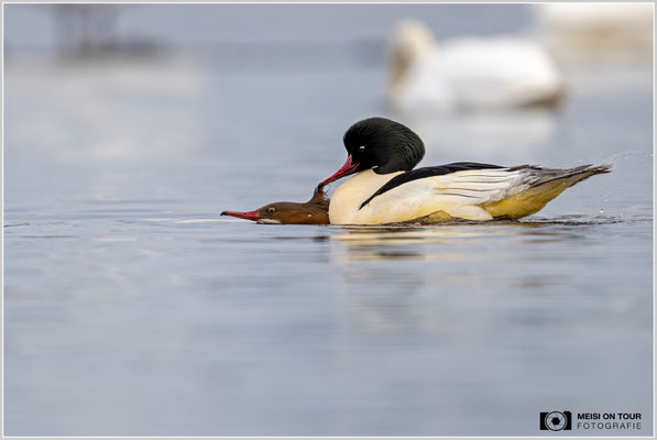 Paarung bei den Gänsesägern  |  Nikon Z9, NIKKOR Z 800 mm 1:6,3 VR S, ISO 560, 1/1000s, f/6,3