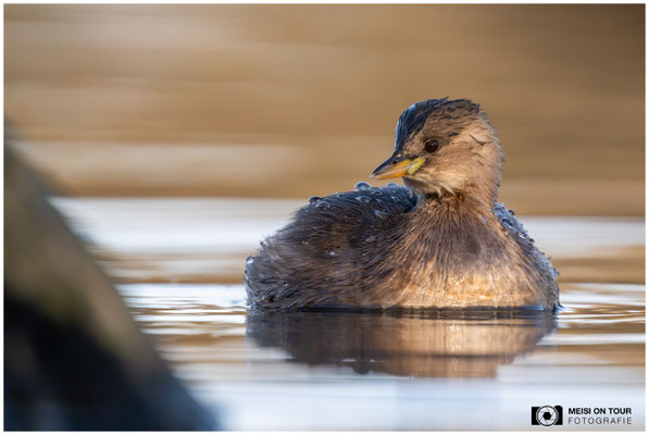 Zwergtaucher  |  Nikon Z9, NIKKOR Z 800 mm 1:6,3 VR S mit TC1,4x (1120 mm), ISO 6400, 1/2000s, f/9