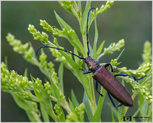 Moschusbock |  Nikon Z8, NIKKOR Z MC 105 1:2,8 VR S, ISO 2000, 1/200s, f/11