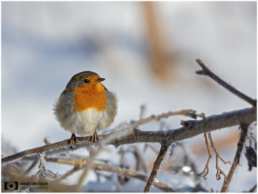 Rotkehlchen  |  Canon EOS R6, EF 300 f/2,8 L IS II USM mit Telekonverter 2x (600 mm), ISO 1600, 1/3200s, f/7,1, Stativ