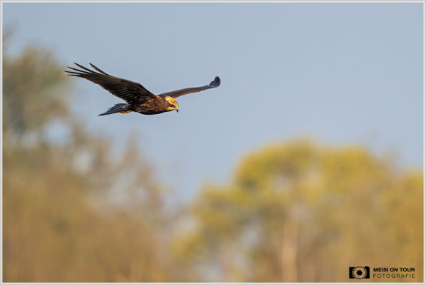 Rohrweihe  |  Nikon Z9, NIKKOR Z 800 mm 1:6,3 VR S mit TC1,4x (1120 mm), ISO 1100, 1/2000s, f/9