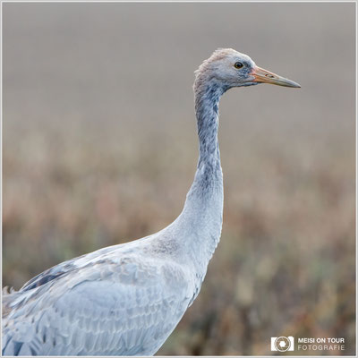 Grauer Kranich  |  Canon EOS-5D Mark IV, EF 300 f/2,8 L IS II USM mit Telekonverter 2x III (600 mm), ISO 3200, 1/1000s, f7,1, Reissack im Autofenster