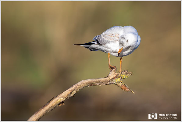 Lachmöwe  |  Canon EOS R6, EF 300 f/2,8 L IS II USM mit Telekonverter 2x (600 mm), ISO 800, 1/2000s, f/6,3