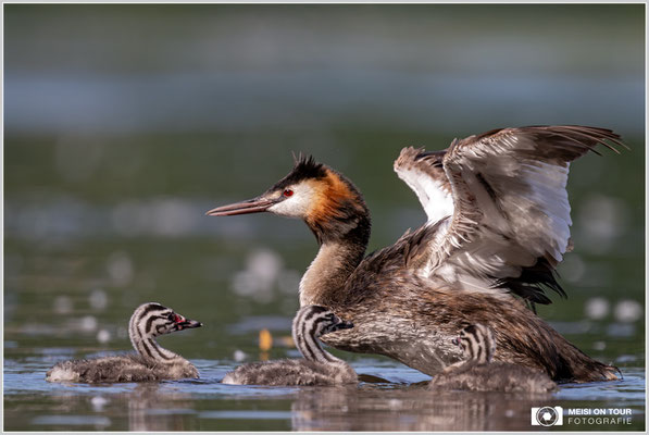 Haubentaucher  |  Nikon Z9, NIKKOR Z 800 mm 1:6,3 VR S mit TC1,4x (1120 mm), ISO 900, 1/2000s, f/9