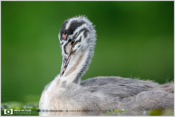Haubentaucher  |  Canon EOS-5D Mark IV, EF 300 f/2,8 L IS II USM mit Telekonverter 2x (600 mm), ISO 800, 1/400s, f/6,3, Reissack, Winkelsucher
