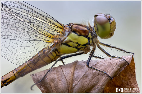 Große Heidelibelle  |  Canon EOS R6, Sigma 150 f/2,8 Makro DG OS HSM mit Telekonverter 1,4x III (210 mm), ISO 400, 1/80s, f/4,5 Stack (250 Aufnahmen)