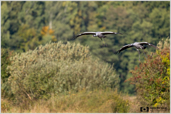Kraniche beim morgentlichen Anflug zu den Futterplätzen  |  Nikon Z9, NIKKOR Z 800 mm 1:6,3 VR S, ISO 400, 1/1000s, f/6,3
