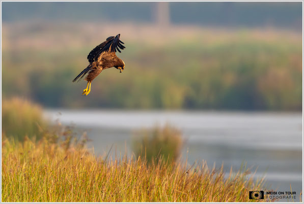 Rohrweihe  |  Nikon Z9, NIKKOR Z 800 mm 1:6,3 VR S mit TC1,4x (1120 mm), ISO 2000, 1/1600s, f/9
